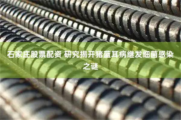 石家庄股票配资 研究揭开猪蓝耳病继发细菌感染之谜